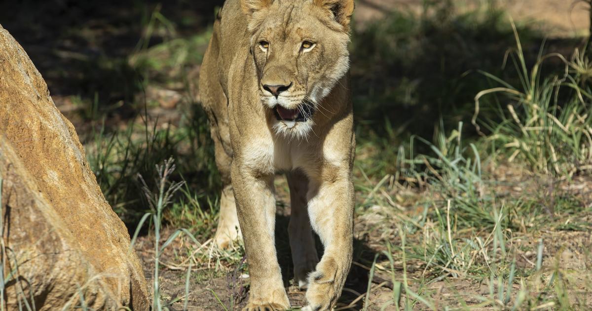 New Lions at Pride Lands | Taronga Conservation Society Australia