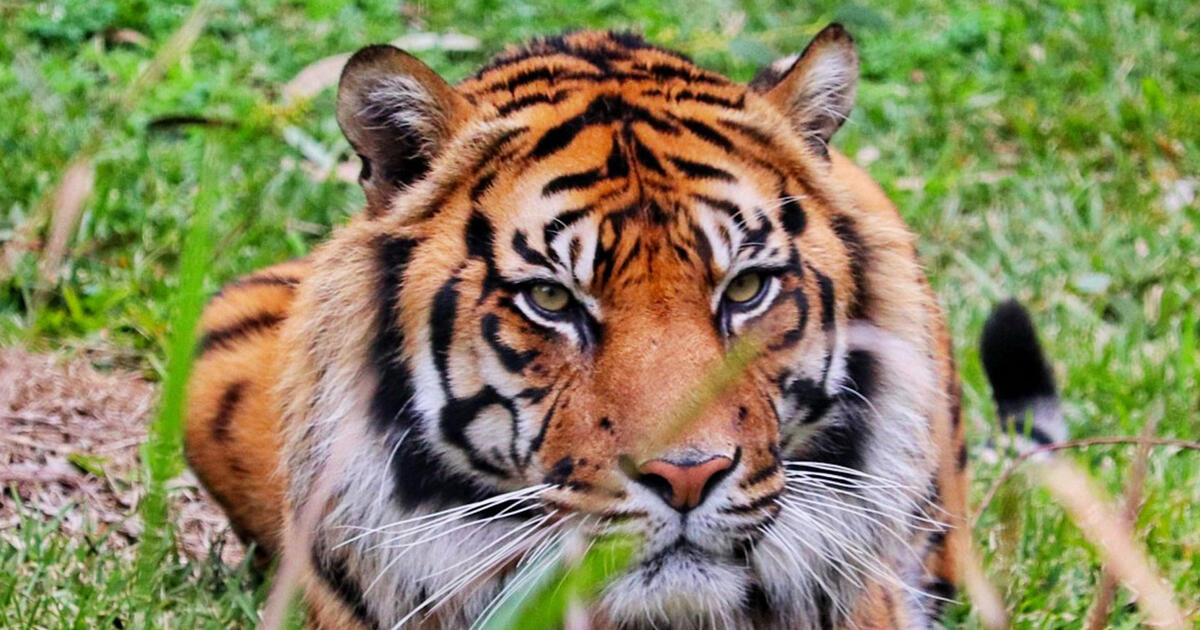 Raise your palm for Sumatran Tigers | Taronga Conservation Society ...