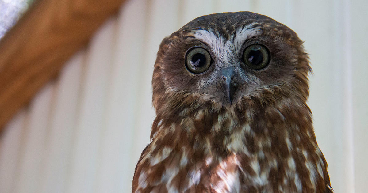 Spring is a busy time at Taronga's Wildlife Hospital | Taronga ...