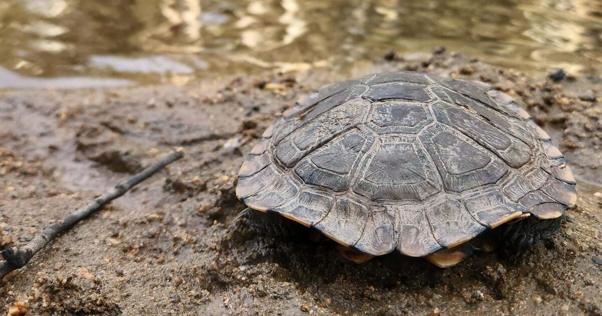 Turtle's life-saving treatment | Taronga Conservation Society Australia