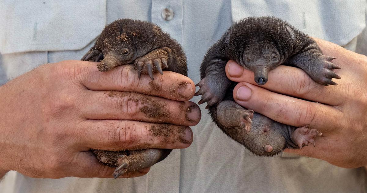 Taronga Zoo Sydney Celebrates Rare Birth Of Echidna Puggles Taronga Conservation Society Australia