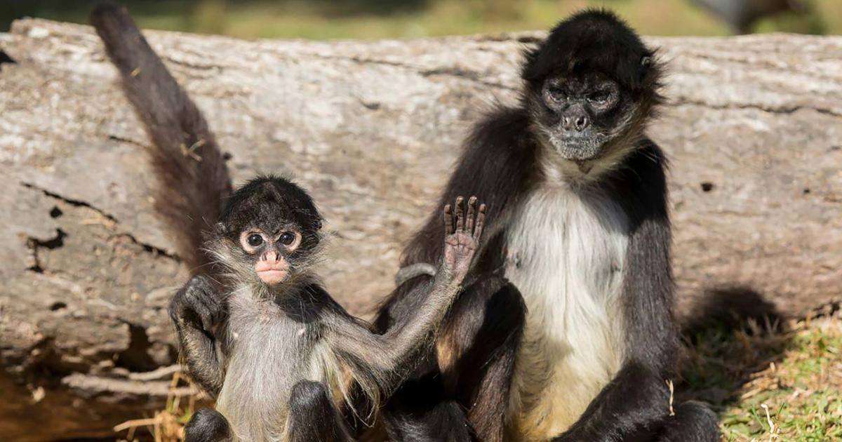 Spider Monkey babies growing up | Taronga Conservation Society Australia