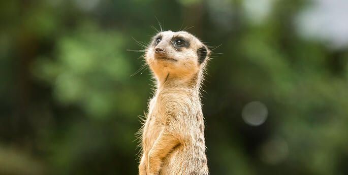 Casual Function & Event Staff – Taronga Western Plains Zoo