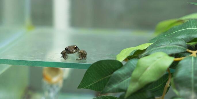 Big boost for tiny frogs