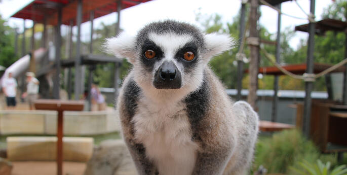 Cleaner - Taronga Zoo