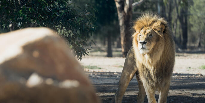 Accommodation Product Marketing Manager – Wildlife Retreat/ Roar & Snore