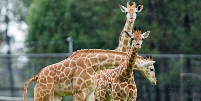 It's World Giraffe Day!