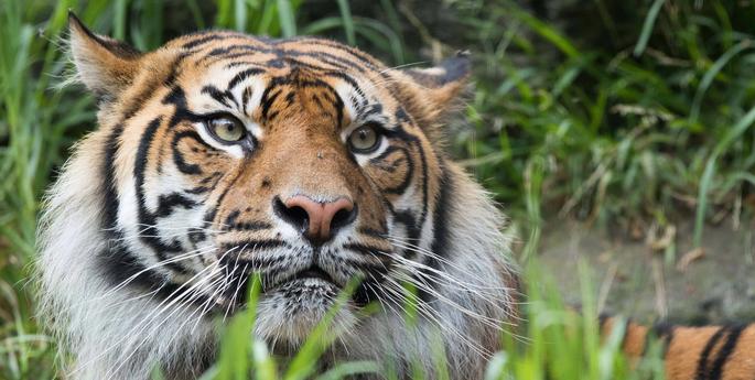 30,000 Taronga guests raise their palm for tigers