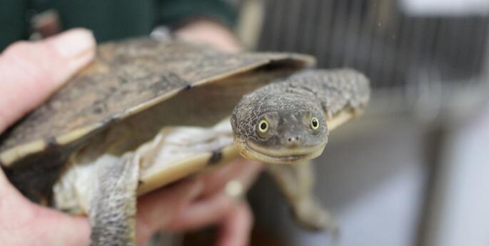 Stage 2: Caring for Country Together