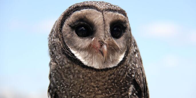 Stage 2: Energy in Ecosystems