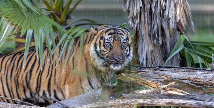 Stage 3: Habitat Heroes: Sustaining Global Environments