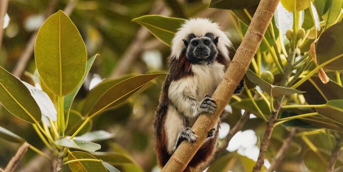 Early Stage 1 - Stage 6: Curiosity Class