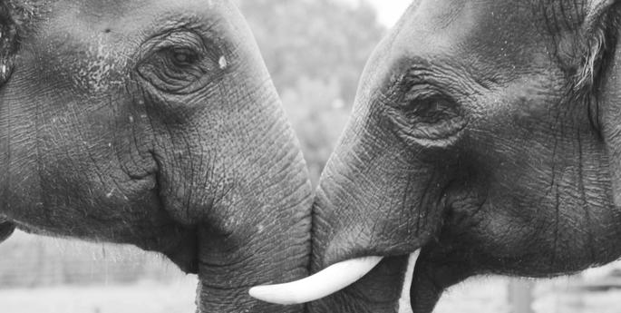 Celebrate World Elephant Day