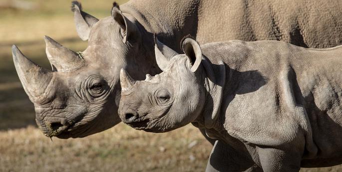 What is World Rhino Day all about?
