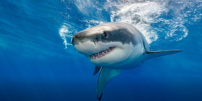 Preventing Shark Attacks