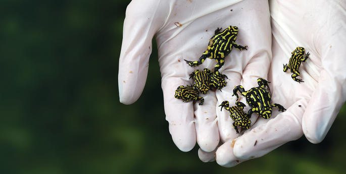 Schools for the Wild: 10 Week Unit