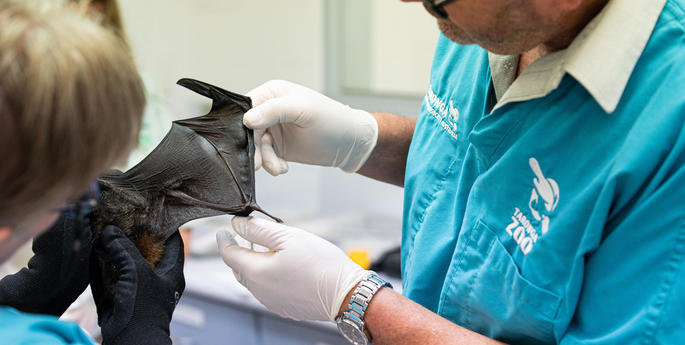 Early Stage 1 - Stage 6: Wildlife Crisis Response