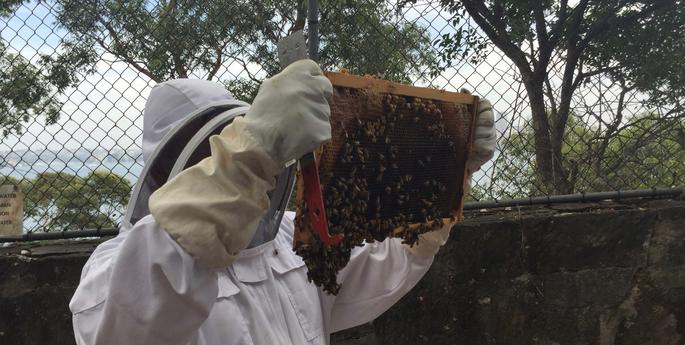 You won’t bee-lieve what our keepers are up to now!