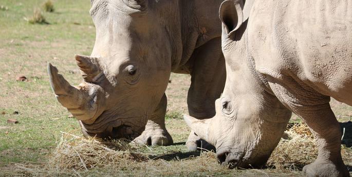 Zoo Announces Rhino Pregnancy On World Rhino Day Eve