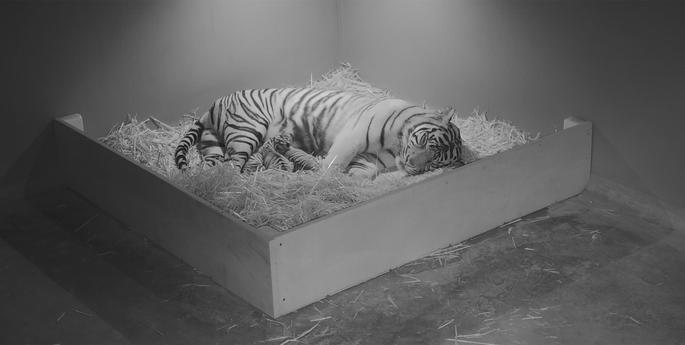 Taronga Announces the Birth of Three Rare Tiger Cubs