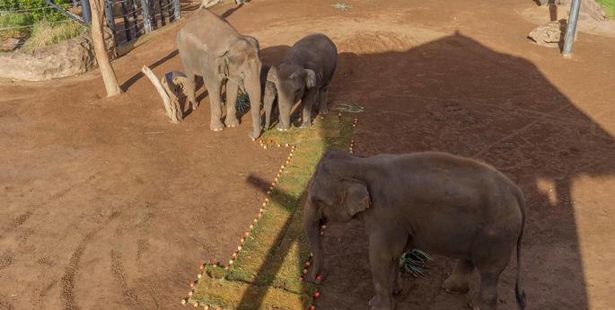 Heart of Taronga's Elephant herd turns one