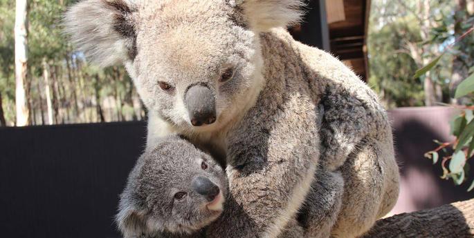 Koala joey emerges from pouch at Dubbo Zoo