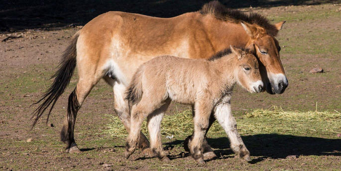 Breeding success continues with second Takhi foal this year