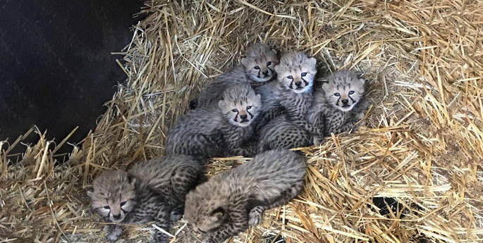 Taronga welcomes six cheetah cubs!