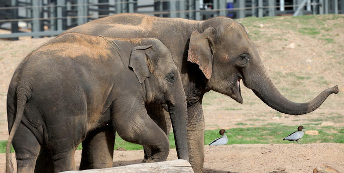 Elephants arrive two by two