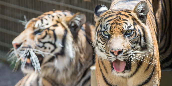 Trio of Tigers settling in well