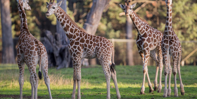 World Giraffe Day - A day dedicated to gentle giants