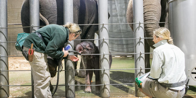 Bath time for elephant calf