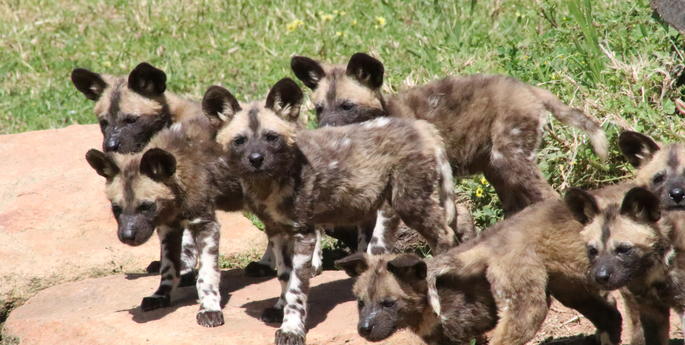 Zoo welcomes African Wild Dog pups
