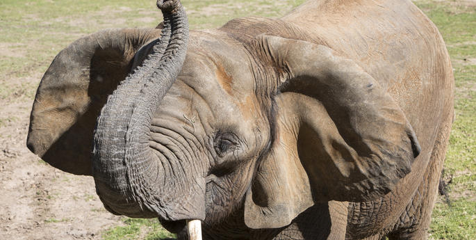 ZOO MOURNS PASSING OF LAST AFRICAN ELEPHANT IN AUSTRALIA
