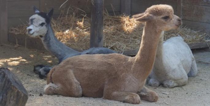 Taronga welcomes Alpacas in the lead up to the school holidays