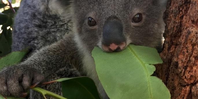 Koala joey emerges from the pouch in time for summer