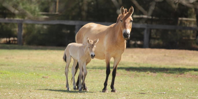 Zoo welcomes Przewalski’s Horse foal!