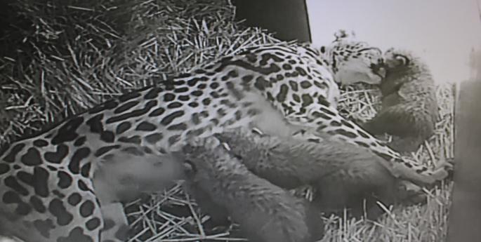 Zoo welcomes three Cheetah cubs