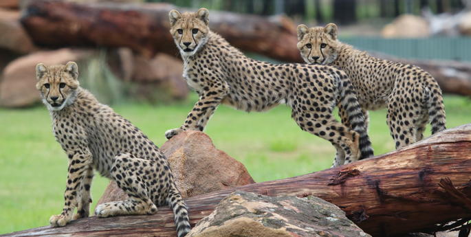 Cheetah cubs make debut in Dubbo