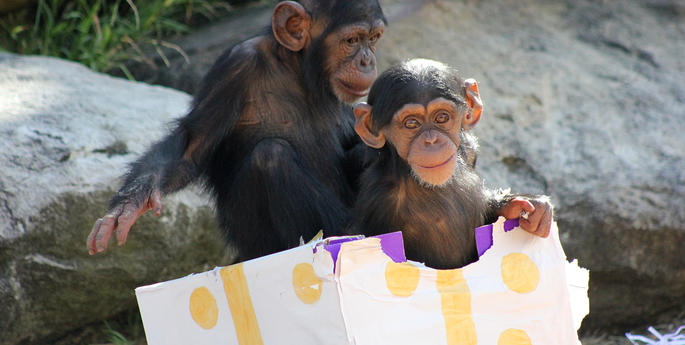 Christmas comes early for Taronga’s primates