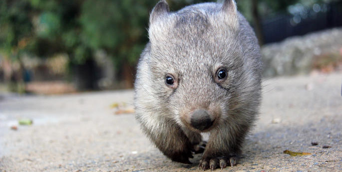 Orphaned wombat continues walk towards the wild