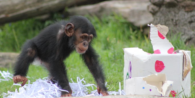 Christmas comes early for Taronga’s Chimpanzees
