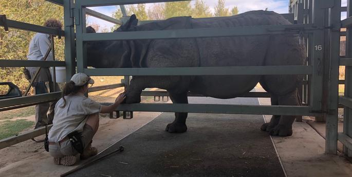 Working with Rhinos