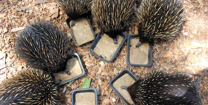 Echidnas give new just-add-water diet the ‘lick’ of approval