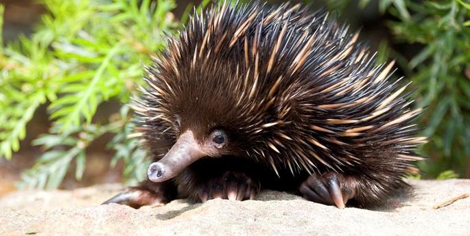 Echidnas look sharp for love