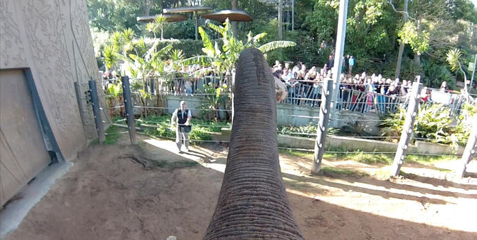 Elephant GoPro shows Taronga’s largest animals at play