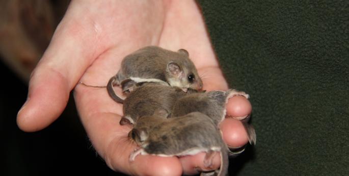 Record breaking number of Feathertail Glider births at Taronga Zoo Sydney