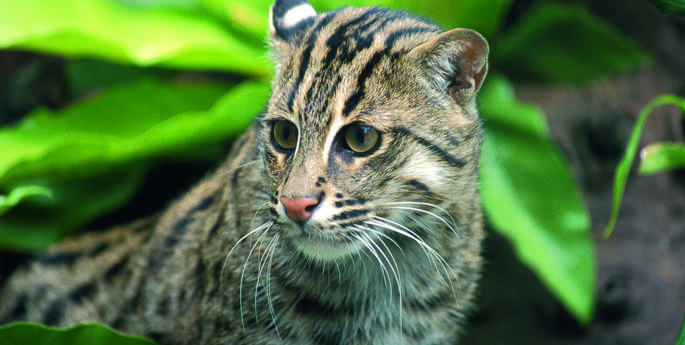 Making friends with the fishing cat