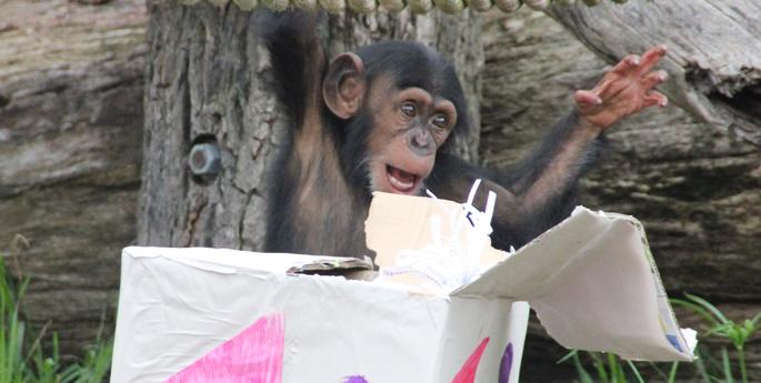 Chimpanzees ‘wrapped’ with Christmas treats