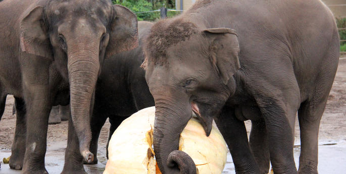 Record-breaking pumpkin on the menu for Taronga’s elephants
